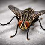 businesses can prevent pests